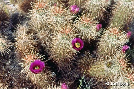 Echinocereus engelmannii chrysocentrus Union Pass Nev. USA JL